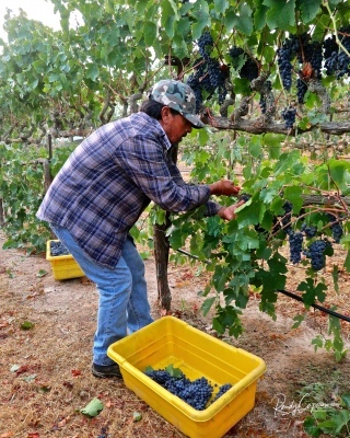 Harvesting Grapes  - image Randy Carparoso