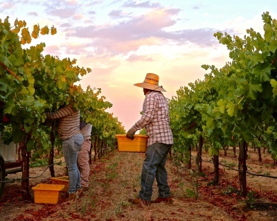 Harvesting Viognier Grapes - Randy Caparoso