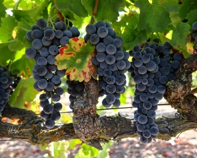 Aglianico grapes