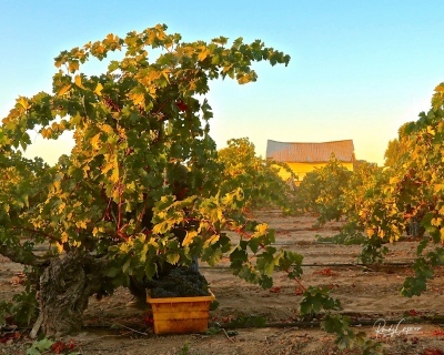 ancient vines