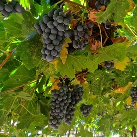 grape clusters