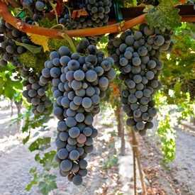 clusters of Cabernet Sauvignon grapes 