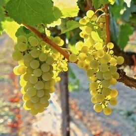 Chardonnay clusters - Photographer Randy Caparoso