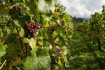 grape clusters in the vineyard - Pixabay