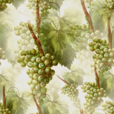 grape clusters - Pixabay