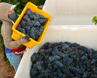 harvest grapes being gathered to bins