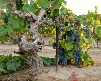 Ancient Zinfandel - Courtesy Randy Caparoso