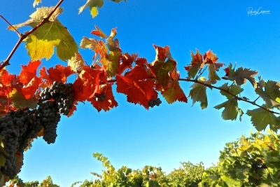 October Colors in the vineyard
