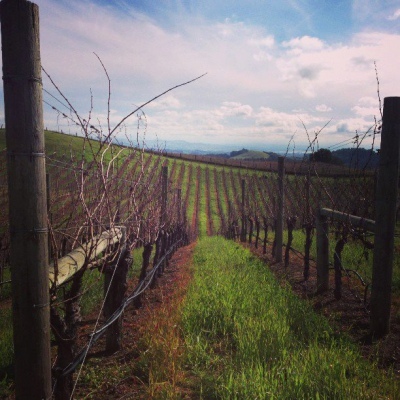 vines laying dormant