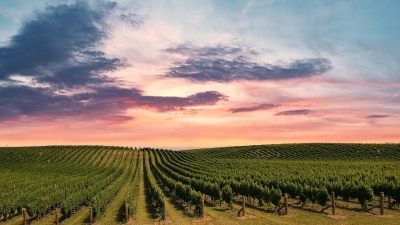 vineyard at sundown 