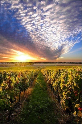 rows of vines at sunset