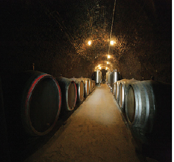 wine barrels in a row in wine cave