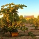 ancient Zinfandel Vine - Courtesy Randy Caparoso