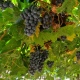 clusters of wine grapes 