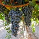 clusters of Cabernet Sauvignon grapes 