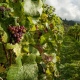 grape clusters in vineyard