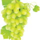 wine grapes