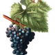 grapes