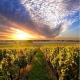 rows of vines at sunset