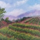 hillside vineyard