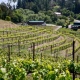 view of vineyard and grounds